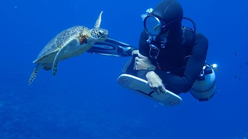 Beginner-Friendly Diving School Atsumaru