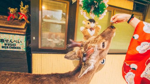 Kyoto & Nara Classic Day Tour with Friendly Deer
