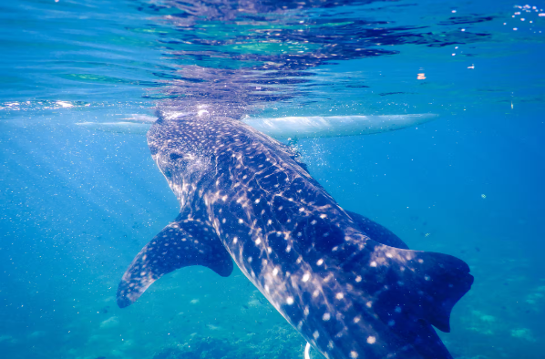Oslob Whale Shark Watching