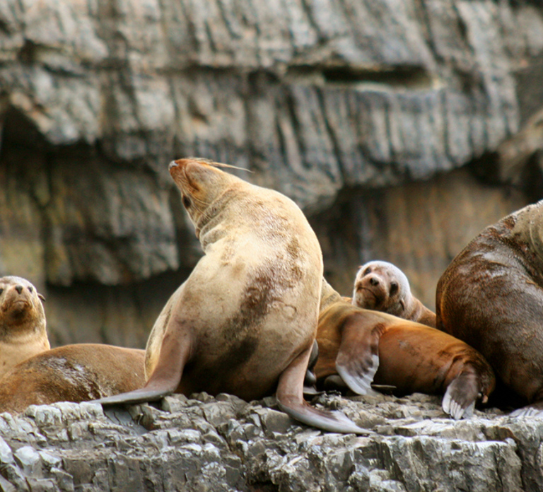 Tasman Peninsula Tour, Cruise & Port Arthur Historic Site