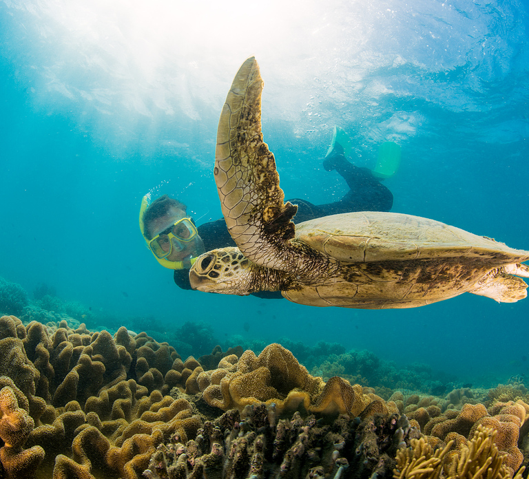 From Port Douglas: Low Isles Great Barrier Reef Sailing Tour