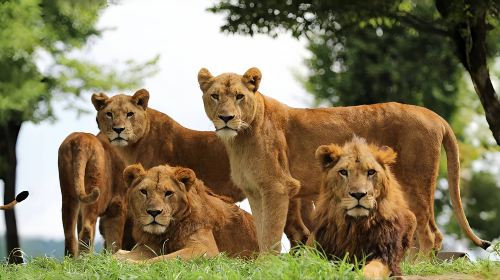 1-Day Tour of Kyushu's Fairy Tale Nature in Japan · Zoo · Yufuin Fairy Tale Street · Mountain Views