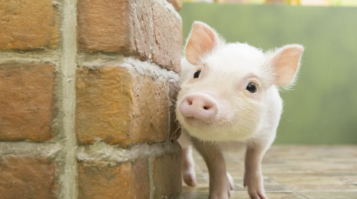 Popular healing pig cafe interactive experience (for adults aged 4+)