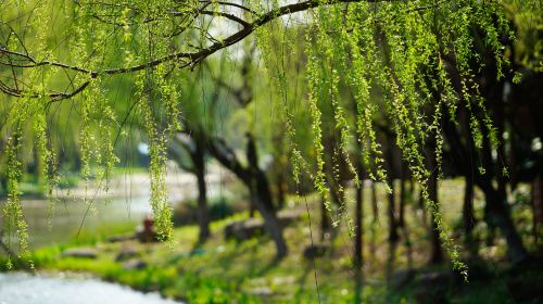 Gucun Park