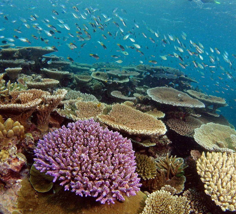 Townsville & Magnetic Island: MOUA & Reef Snorkel Experience