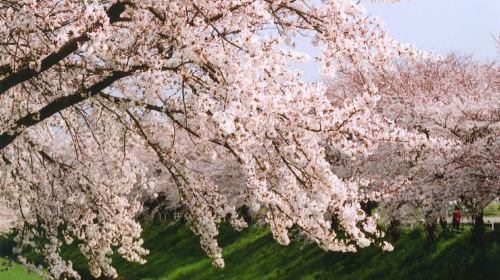 Optional small group for 9 people · 1-day tour to Osaka, Kyoto and Nara
