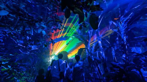 Kyoto: Light Cycles by Moment Factory with Kimono Rental Day Tours