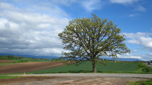 [Biei/Furano] One-day sightseeing by private car! Day Tours