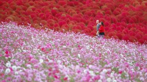 Ibaraki Autumn Special – Hitachi Seaside Park