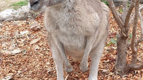 Potoroo Palace