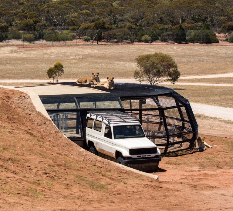 Monarto Safari Park: General Admission Tickets