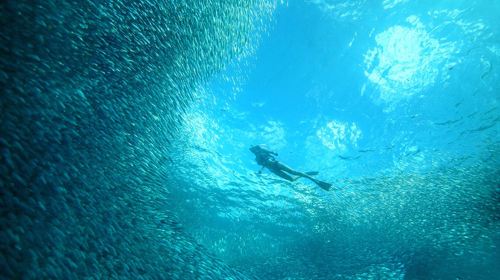 Cebu Oslob Whale Shark + Sardine Run 1-day tour Chinese group whale shark watching