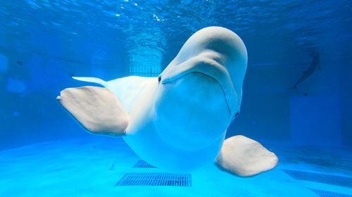 Kamogawa Seaworld