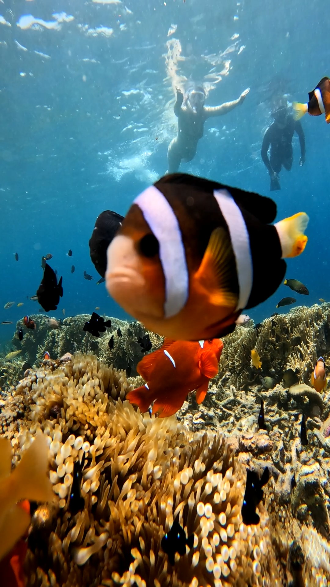 Secrate Island Private Snorkling Tour in lombok with go pro