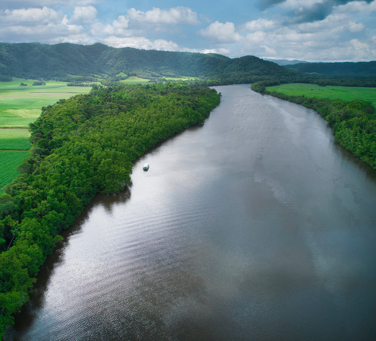 Daintree River Rainforest: Crocodile & Wildlife Cruises (DG)