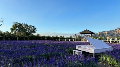 Taichung Zhongshe Flower Market + Miyahara Ophthalmology + Gaomei Wetlands one-day tour