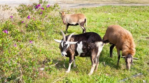 Futian Garden Farm