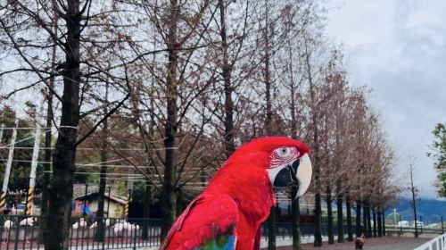 Zhang Mei Ama's Farm Pet Paradise