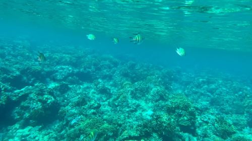 Siquijor Island Round-the-Island Tour - Waterfalls, Cliff Jumping, Snorkeling & Lazi Enchanted Balete Tree