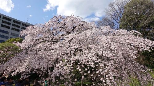 Koishikawa Korakuen Garden