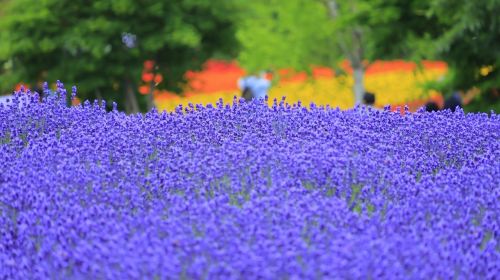 Furano highland tomita farm panoramic flower gardens shikisai-no-oka shirogane blue pond (aoiike) sightseeing bus