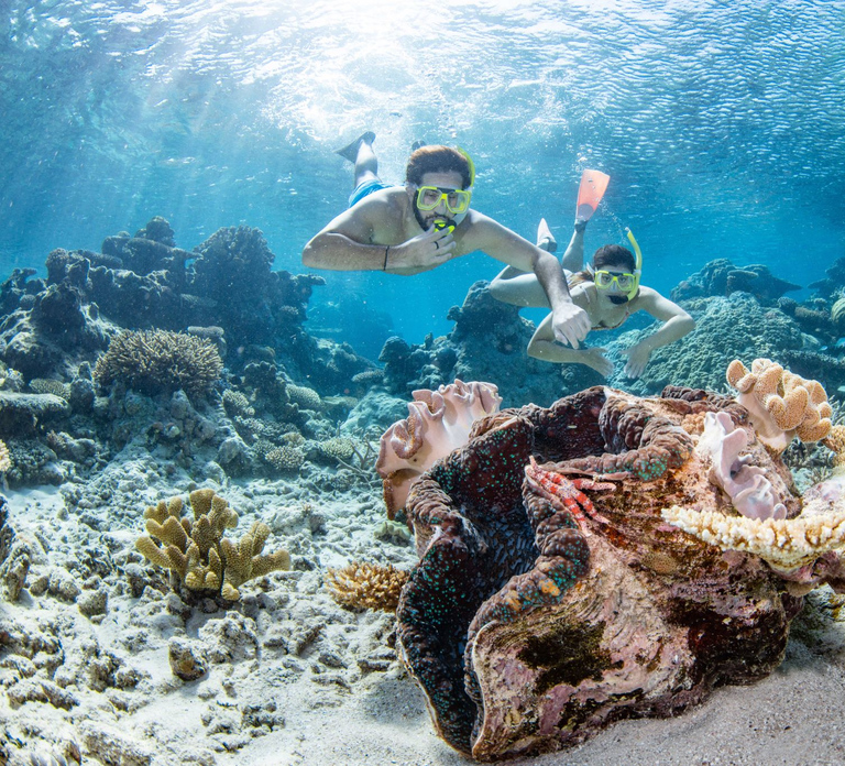 Cairns: Silverswift 3 Great Barrier Reef Sites in 1 Day