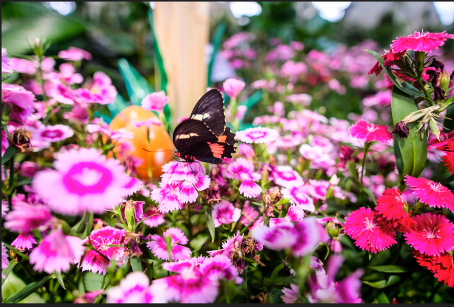Butterfly Garden Dubai