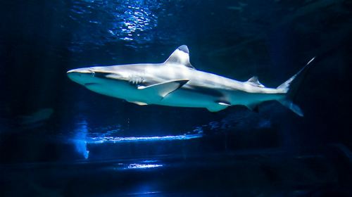 Lanzarote Aquarium: Skip The Line Ticket Senior