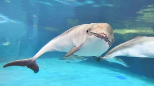 Otaru Aquarium