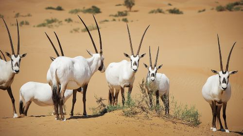 Morning Bedouin Culture Safari – Ride Vintage Land Rover, Falcon Show & Enjoy Emirati Breakfast
