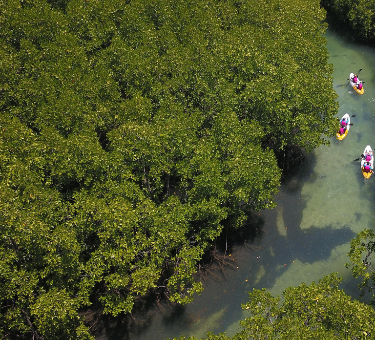 Abu Dhabi: Mangroves Guided Kayaking Tour with Hotel Pickup
