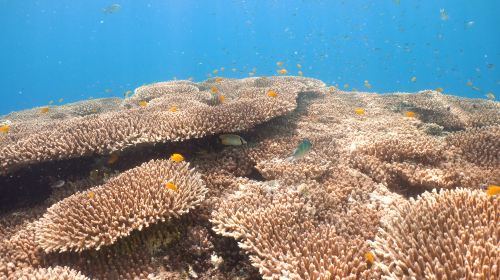 Oslob Cebu Whale Shark Watching + Moalboal Sardines Snorkeling Day Tour
