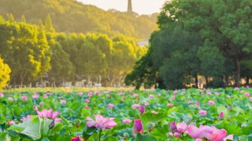 Hangzhou West Lake Scenic Area Rowing Boat (40 minutes) + guide Guide + Leifeng Pagoda admission ticket Half Day
