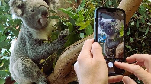 Late Start Blue Mountains Nature, Waterfalls, Koalas Small Group  Day Tours