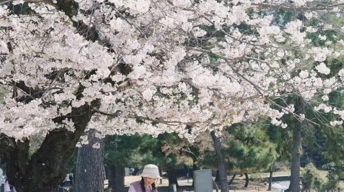 Nara Park + Uji 1-day tour, feed adorable deer, taste matcha, admire maple leaves