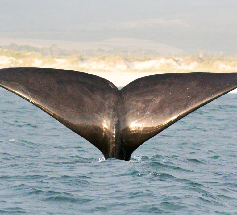 Victor Harbor: Southern Ocean Adventure Cruise with Guide