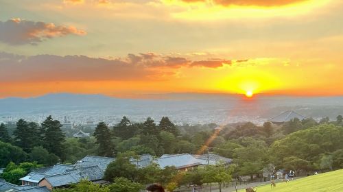 A day trip to Kyoto's ancient architecture, Nara Park with adorable deer, and Fushimi Inari Shrine
