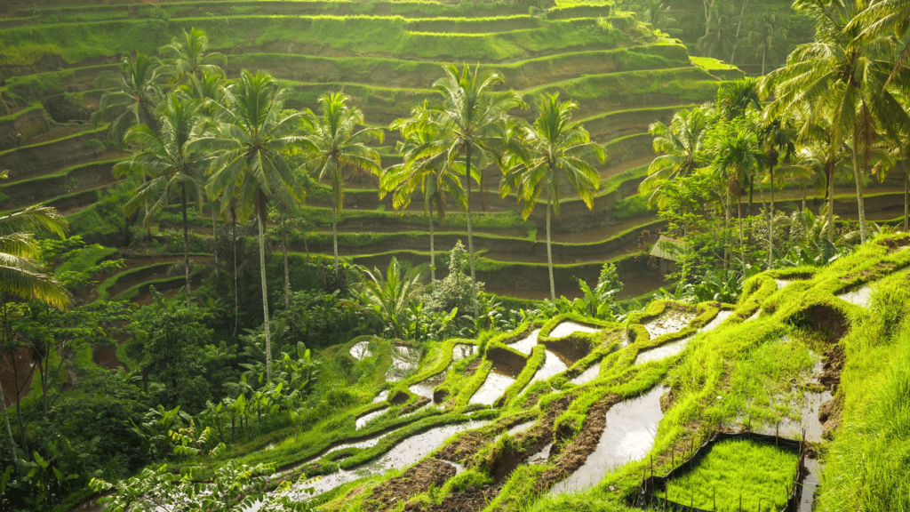 Ubud Highlight and ATV Adventure Package