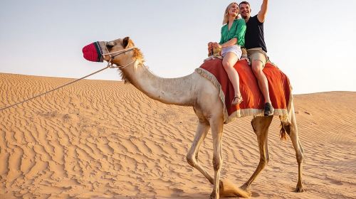 Dubai Morning Safari with 25 Mints Camel ride & Sand Boarding