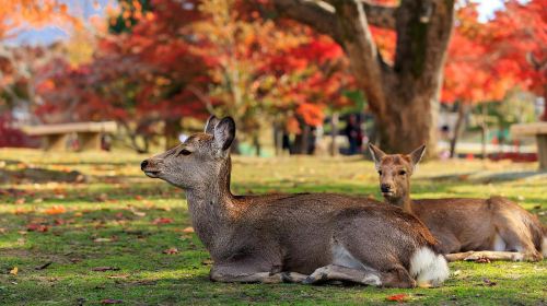 One-Day Tour in Kyoto and Nara