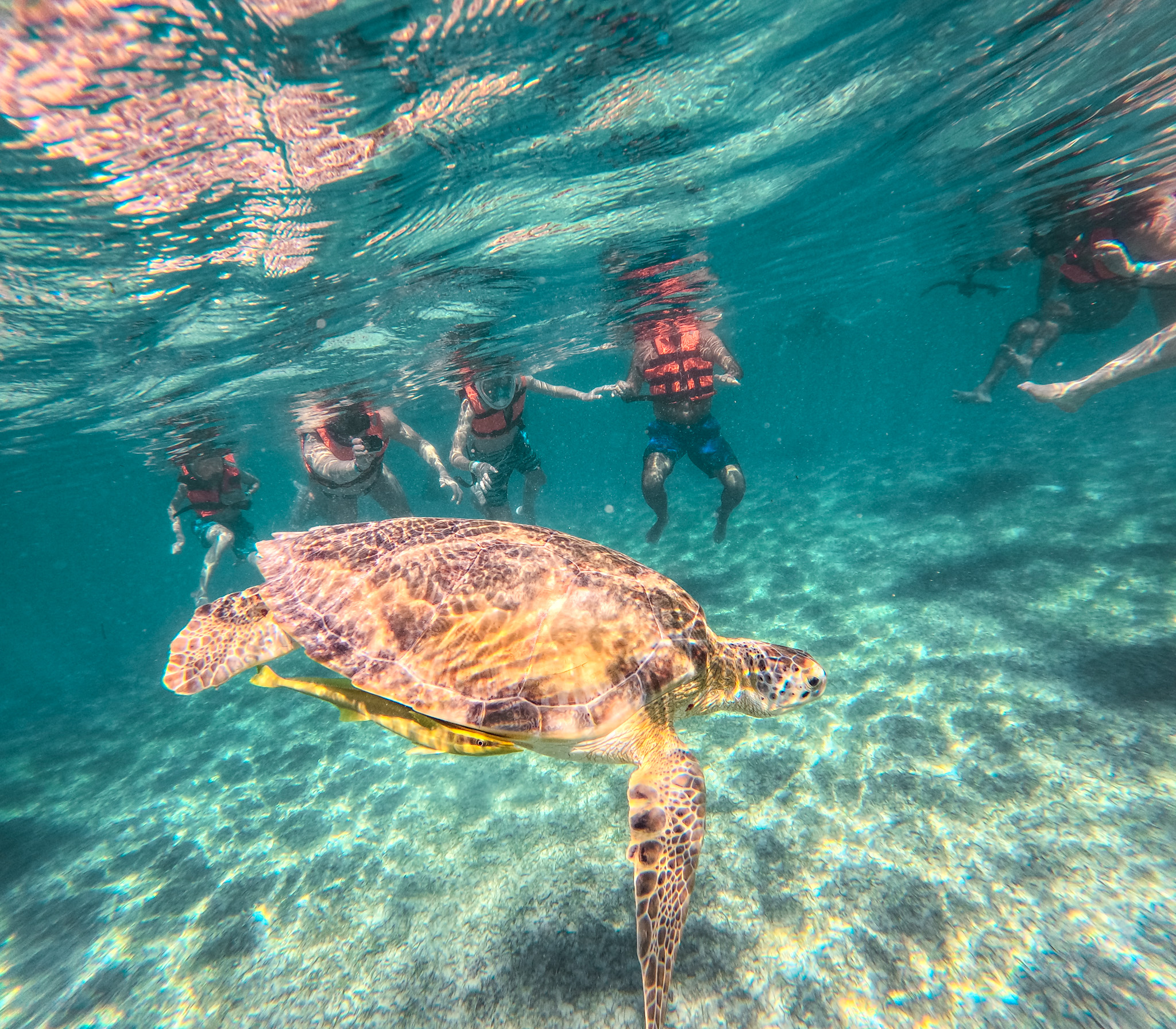 Akumal Turtles Swim Tour