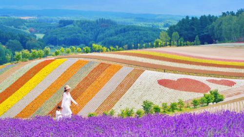 1-Day Flower Viewing Tour from Sapporo: Biei, Shikisai-no-Oka & Shirogane Blue Pond
