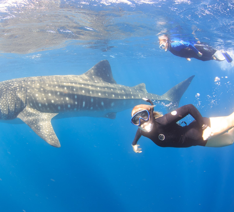Coral Bay: Ningaloo Reef Swim and Snorkel with Whale Sharks