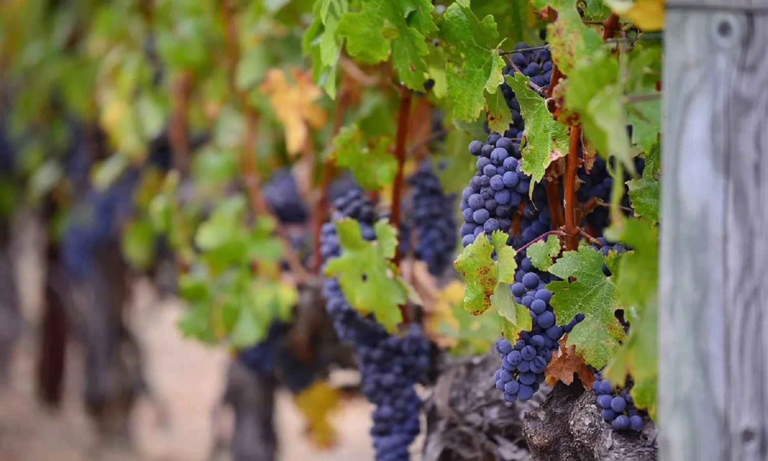 La Rioja and its Wineries