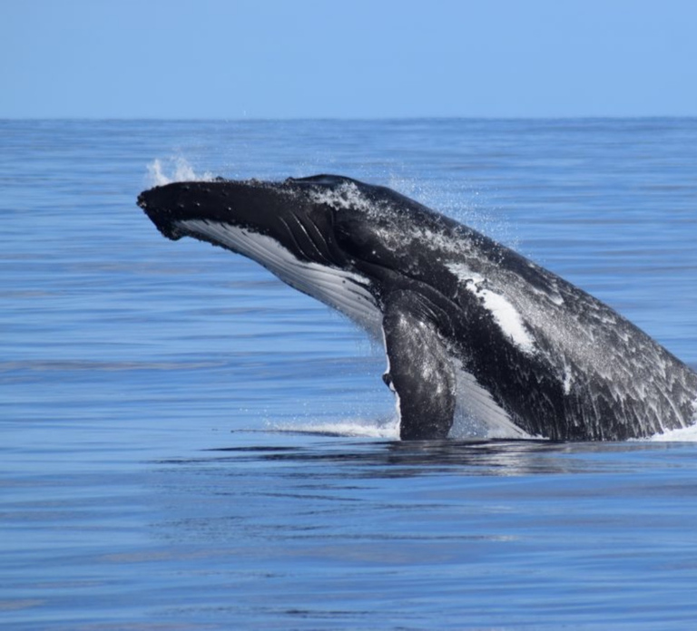 Whale Watching Cruise from Busselton, Augusta or Dunsborough