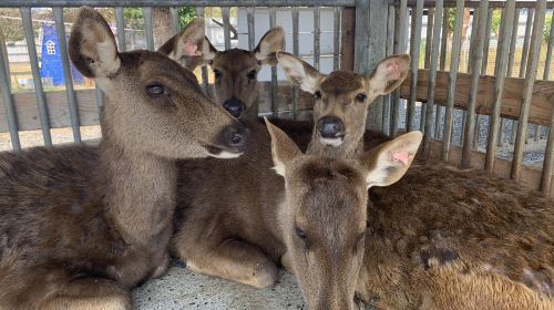 Wonderland of Deer