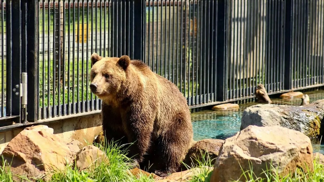 1-day tour to Hokkaido - Asahiyama Zoo, Ningle Terrace, Shirogane Blue Pond (Aoiike) and Shirahige Waterfall