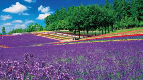 Hokkaido Forest Elf Terrace Illumination Day Tour: 12-Person Small Group