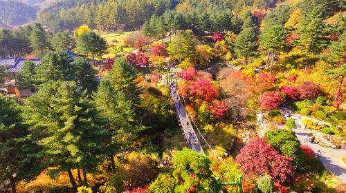 Nami Island + Gangchon Railbike + The Garden of Morning Calm One Day Tour