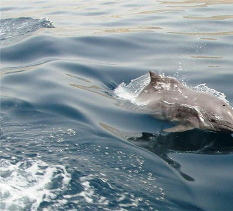 Musandam Khasab Full-Day Cruise with Transfers & Lunch
